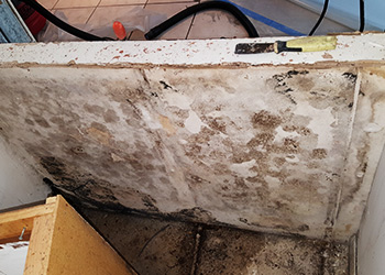 commercial mold damage